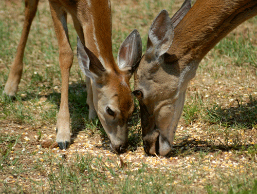 High Quality Deer Corn